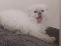 SCOTTISH FOLD ERKEK açıklamayı lütfen okuyunuz