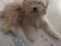 Baba poodle anne maltipoo çok güzel erkek yavru