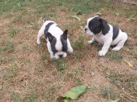 Orijinal Erkek French Bulldog Yavrular