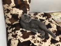 Uyumlu Sakin Scottish Fold Kızımız