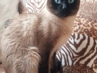 SİYAM KEDİSİ ERKEK 2 yaşında Sahiplendiriyoruz