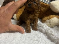 Orjinal kore poodle yavrumuz kilo garantili mikro boy