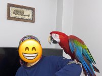Ara macaw papağanı