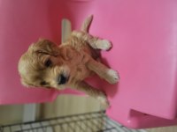 Yeni ailesine gitmek isteyen maltipoo çocuklara sıcak yuva