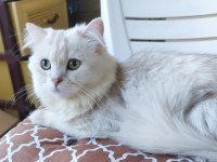 British Longhair Point Erkek