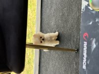 3 Aylık Dişi Neşe Kaynağınız Olacak Pomeranian Boo