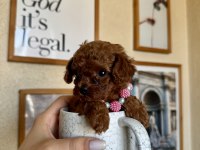 Toy Poodle Safkan Yavrular