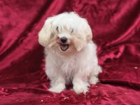 Sağlık Ve Irk Garantili Maltese Terrier