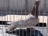 Kuş fazlalıgından satıyorum