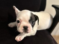 Erkek&Dişi Sağlıklı French Bulldog Bebekleri