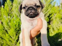 Pug mops yavruları