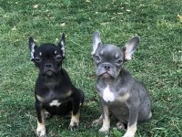 French bulldog prensesler