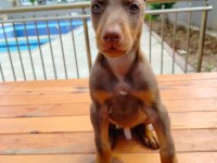 Birbirinden güzel doberman köpekler