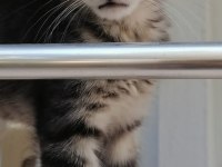 7 haftalık maine coon yavrumuz