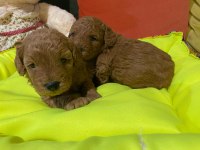 Bir avuç mutluluk poodle