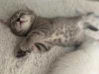 British shorthair beyaz İyi bir aileye vermek istiyoruz