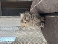 Anne baba şecereli british longhair