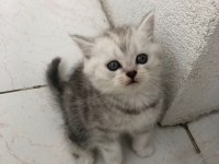 British shorthair ve scottish hazır kediler