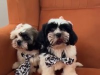 Cana Yakın Erkek Köpeğimiz Siyah Beyaz Olan Digeri Verildi