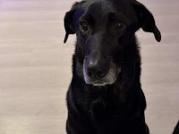 American Labrador Şila