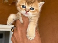 Saf kan Golden Egzotik British Shorthair