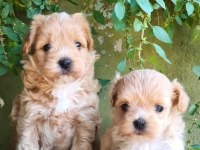 Maltipoo yavru köpekler