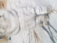 British shorthair oğlumla bir dişiyi takas etmek istiyorum