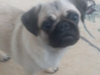 1 yaşında dişi pug