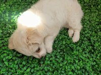 Maltipoo yavrusu