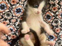 Annesiz dişi yavru kedi ücretsiz sahiplendiriyoruz