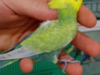 Damızlık erkek rainbow muhabbet kuşu
