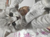 British shorthair kedimiz