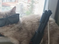 British longhair oğlumuza yeni yuva arıyoruz