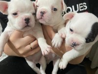 3 erkek french bulldog