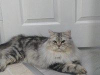 Chinchilla oğlumuza eş arıyoruz