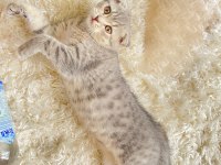 Scottish fold kedilerim yeni yuvalarını arıyorlar