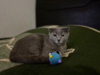 Scottish fold sahiplendirme