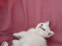 Scottish fold 3 aylık