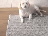 Terrier Dişi Kısır Köpeğimiz