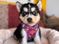 Mükemmel gözleriyle husky Sibirya kurdu yavrularımız
