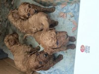 Mersin Kore Kanı Mini Poodle 1.sınıf
