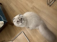 Scottish fold mavi gözlü