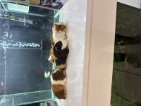 GİNEPİG YAVRULARI CİTYPETSHOP