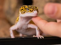 Evcil Leopard Geckolar