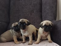 Pug yavrularımız