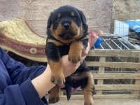 Macar Rottweiler Bebekler Yeni Yuvalarını Arıyor