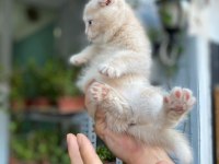 Teslime hazır golden scottish fold erkekler