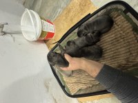 Saf kan 6 haftalık french bulldog bilgi için arayınız