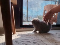 Scottish fold yavrumuz sahiplenilmek istiyor