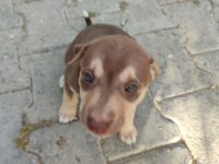 3 dişi yavru köpeğe yuva arıyorum